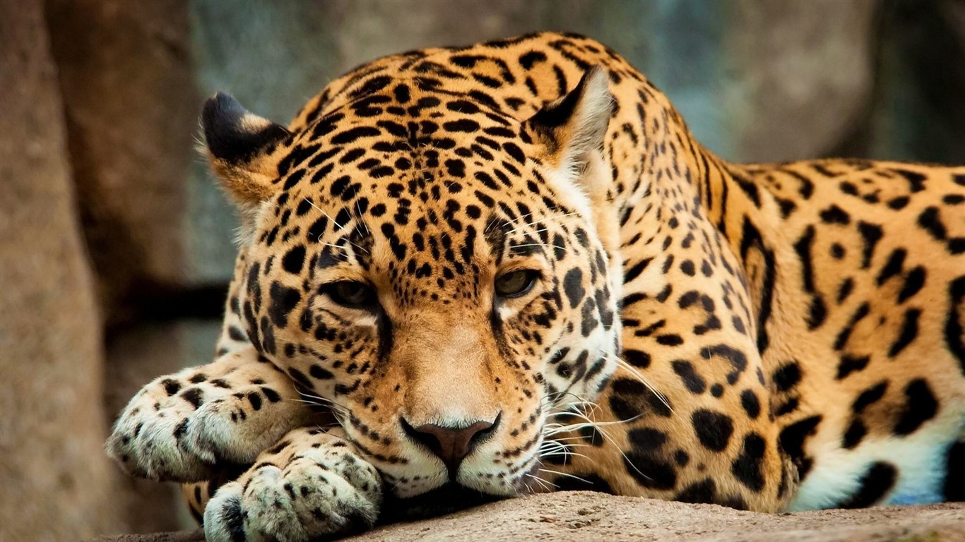 Calm Jaguar-animal Hd Wallpaper2015 - Animales Fondos De Pantalla Hd - HD Wallpaper 