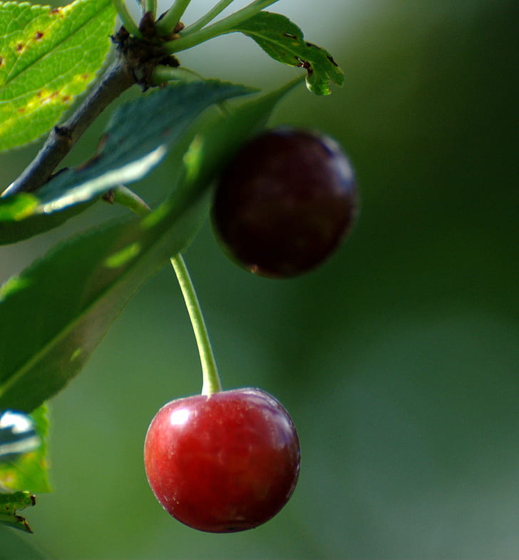 Selective Focus Photography Of Red Cherry Fruit, Nikon - HD Wallpaper 