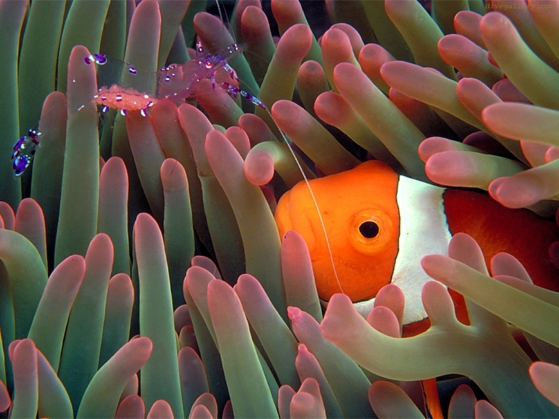 Anemonefish With Shrimp In Host Anemone - Same Size Images Download - HD Wallpaper 
