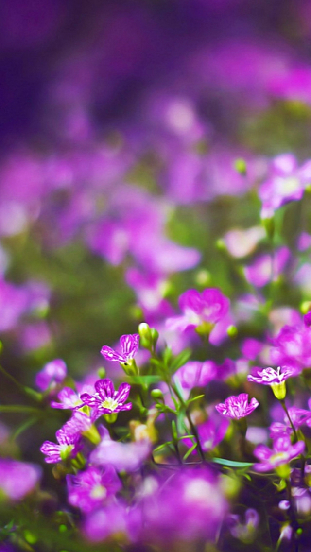 Beautiful Purple Flower Field Blur Bokeh Iphone Wallpaper - Iphone Flowers Wallpaper Bokeh - HD Wallpaper 