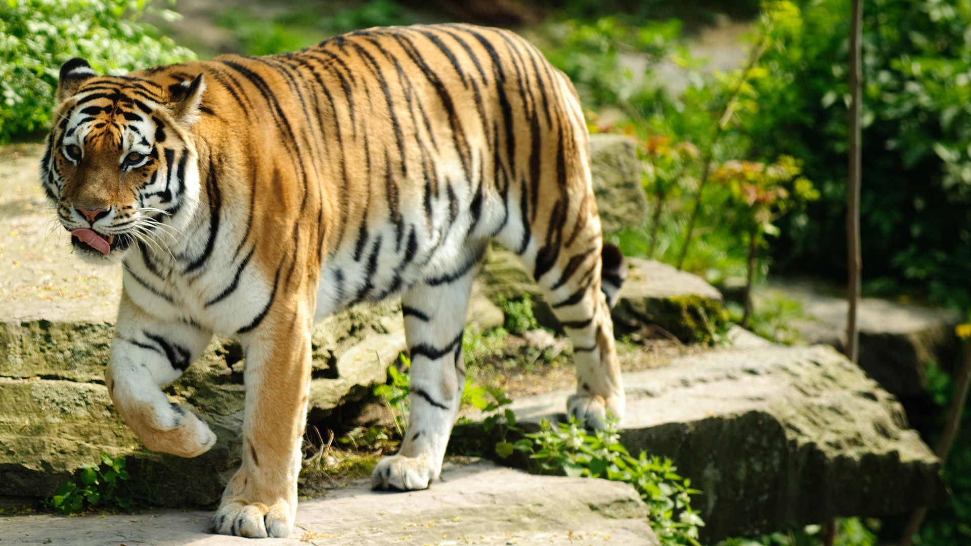 Best Tiger Images Hd - HD Wallpaper 