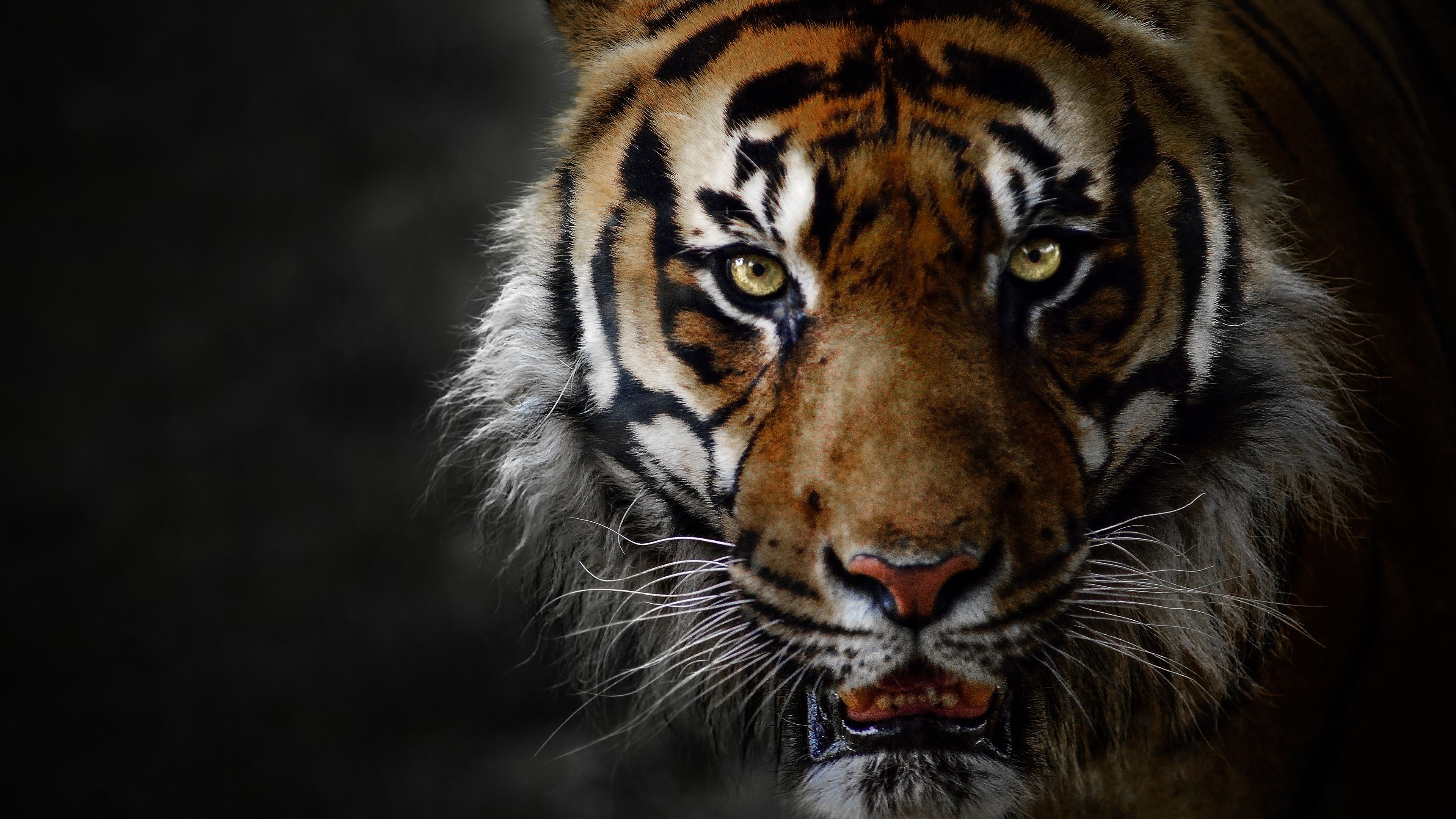 High Definition Pictures Big Cats - HD Wallpaper 