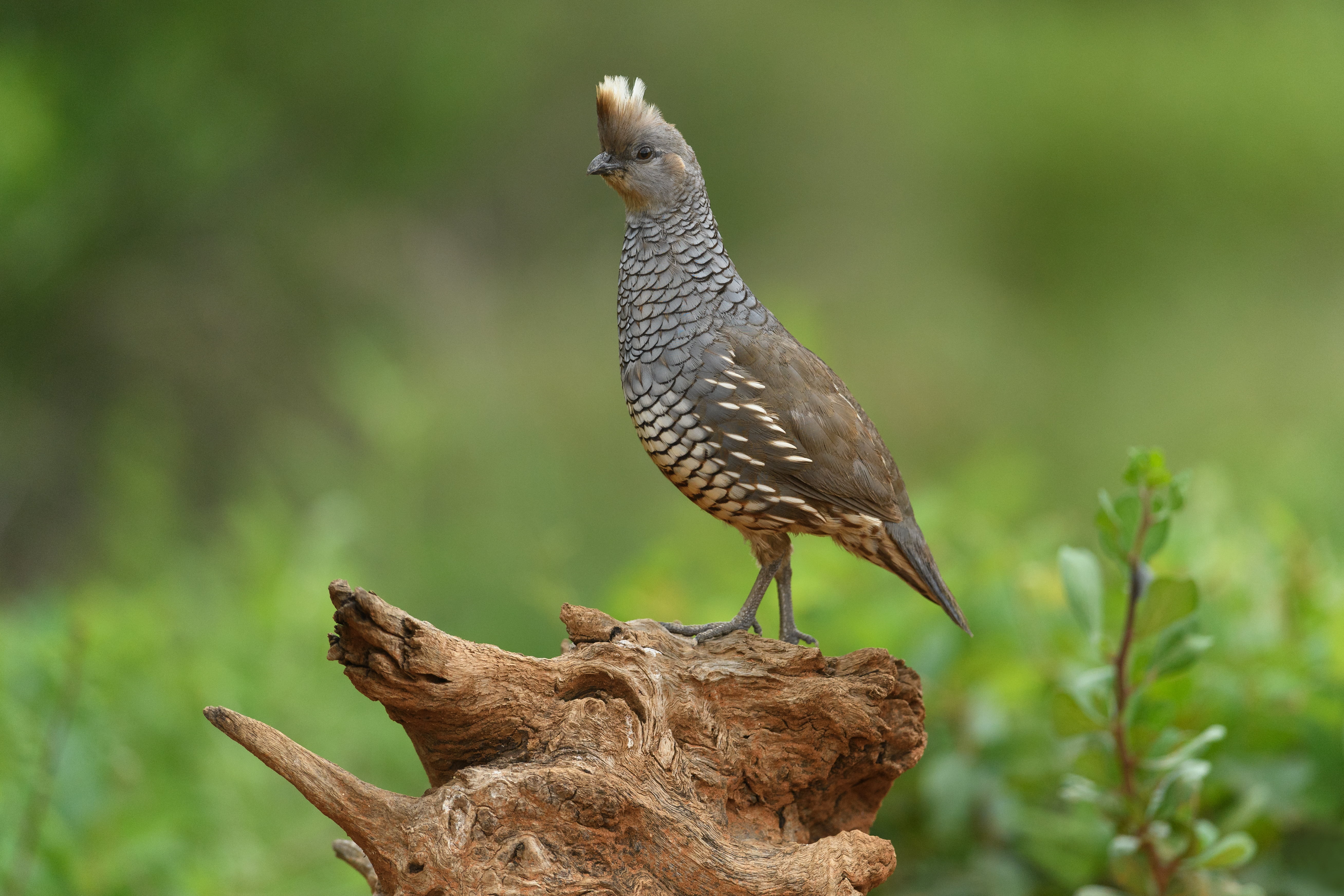 Scaled Quail - HD Wallpaper 